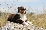 BERGER AUSTRALIEN PUPPIES 115